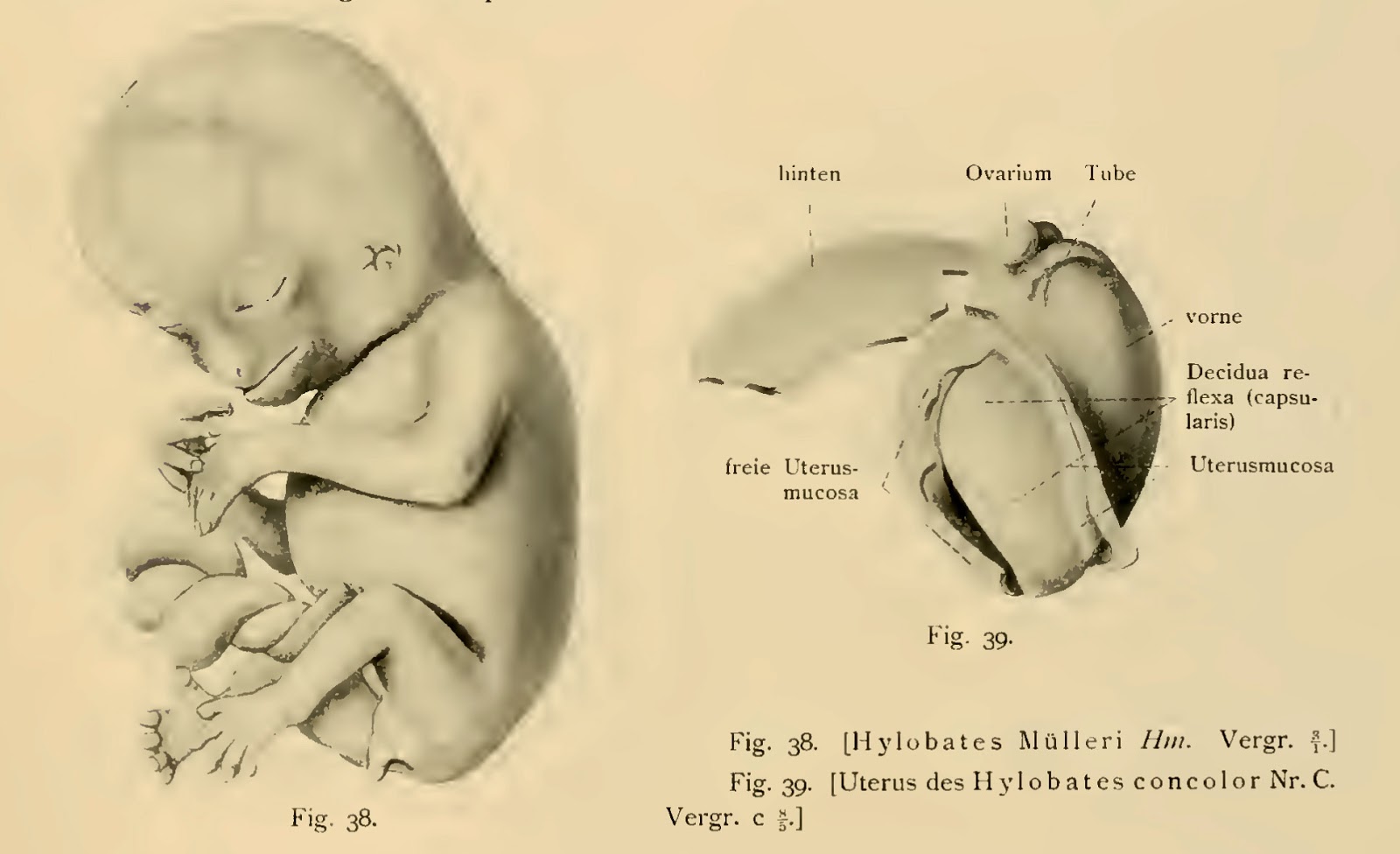 The Evolving Placenta January 2015