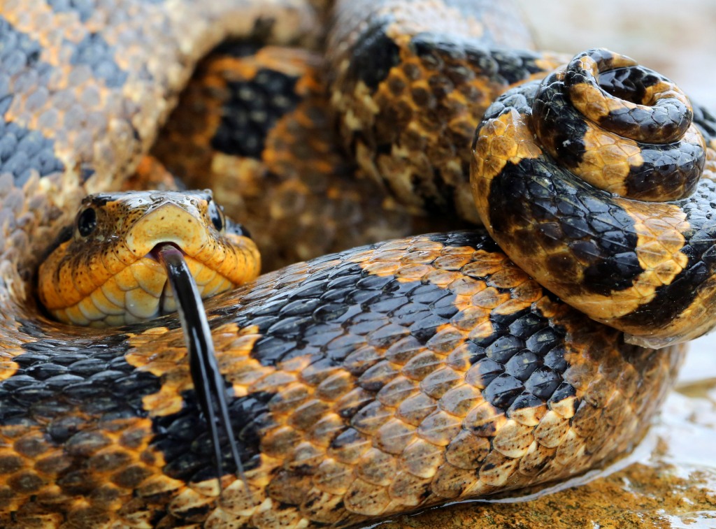 North Caroline Eastern Hognose Zombie Snake Plays Dead