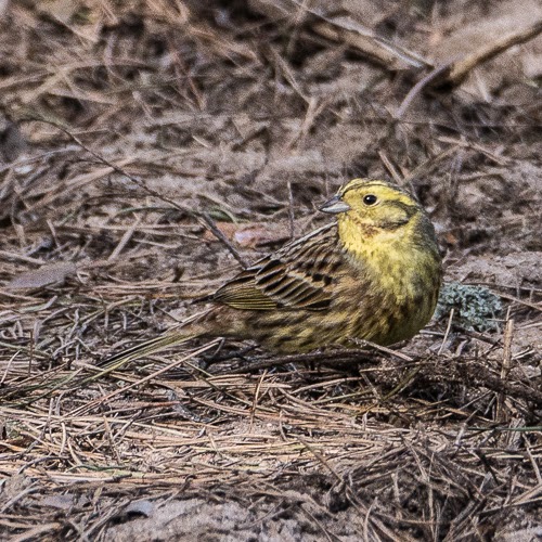 Emberiza citrinella