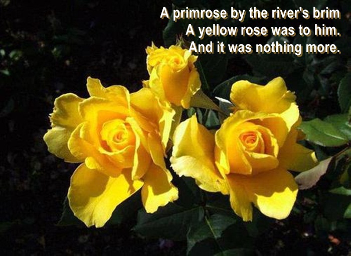 ღ Everlasting Language Beauties of the Flower Rose ღ Sweet Roses' Quotes You'll Love...