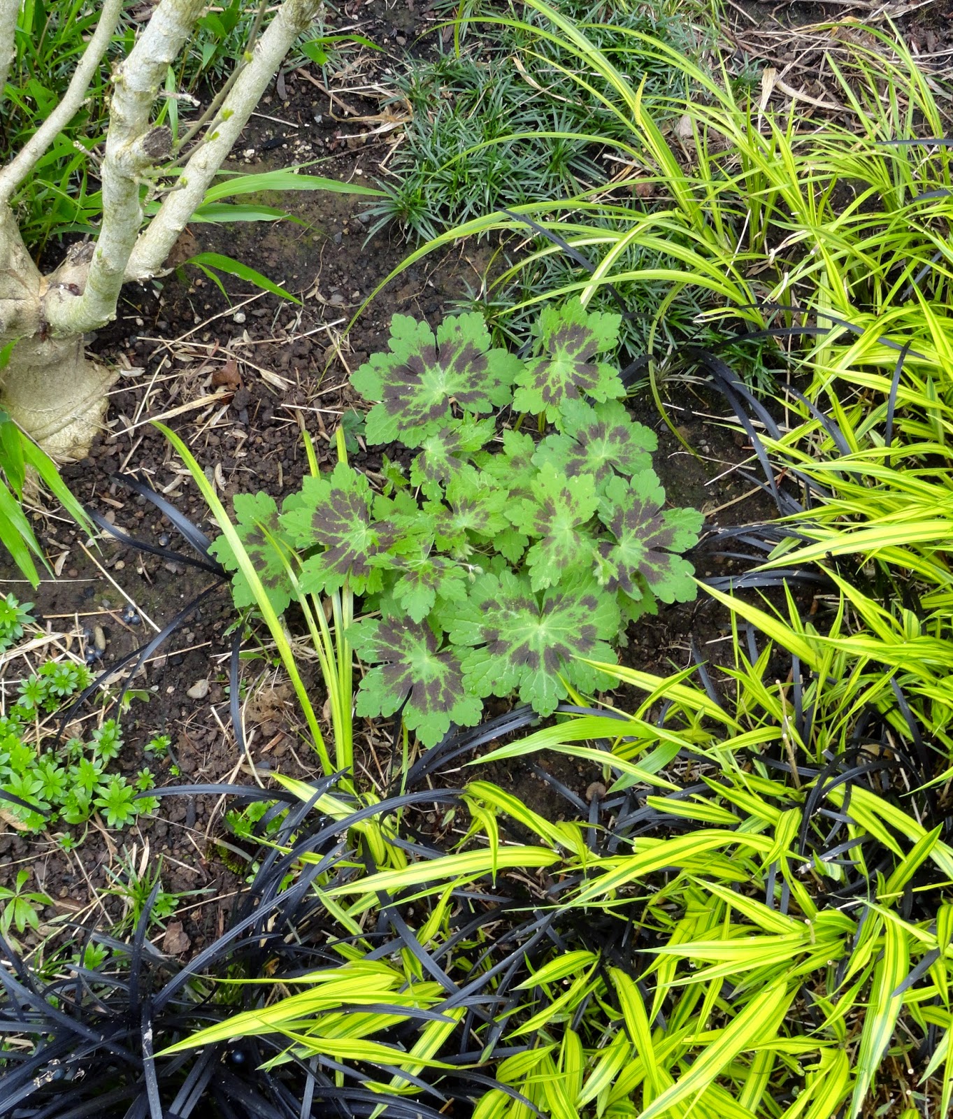 Growth Habits And Progress Of Six Pittosporum Tenuifolium Selections