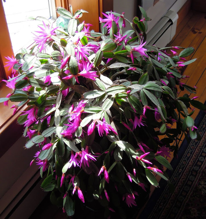 The Christmas cactus blooms in May.