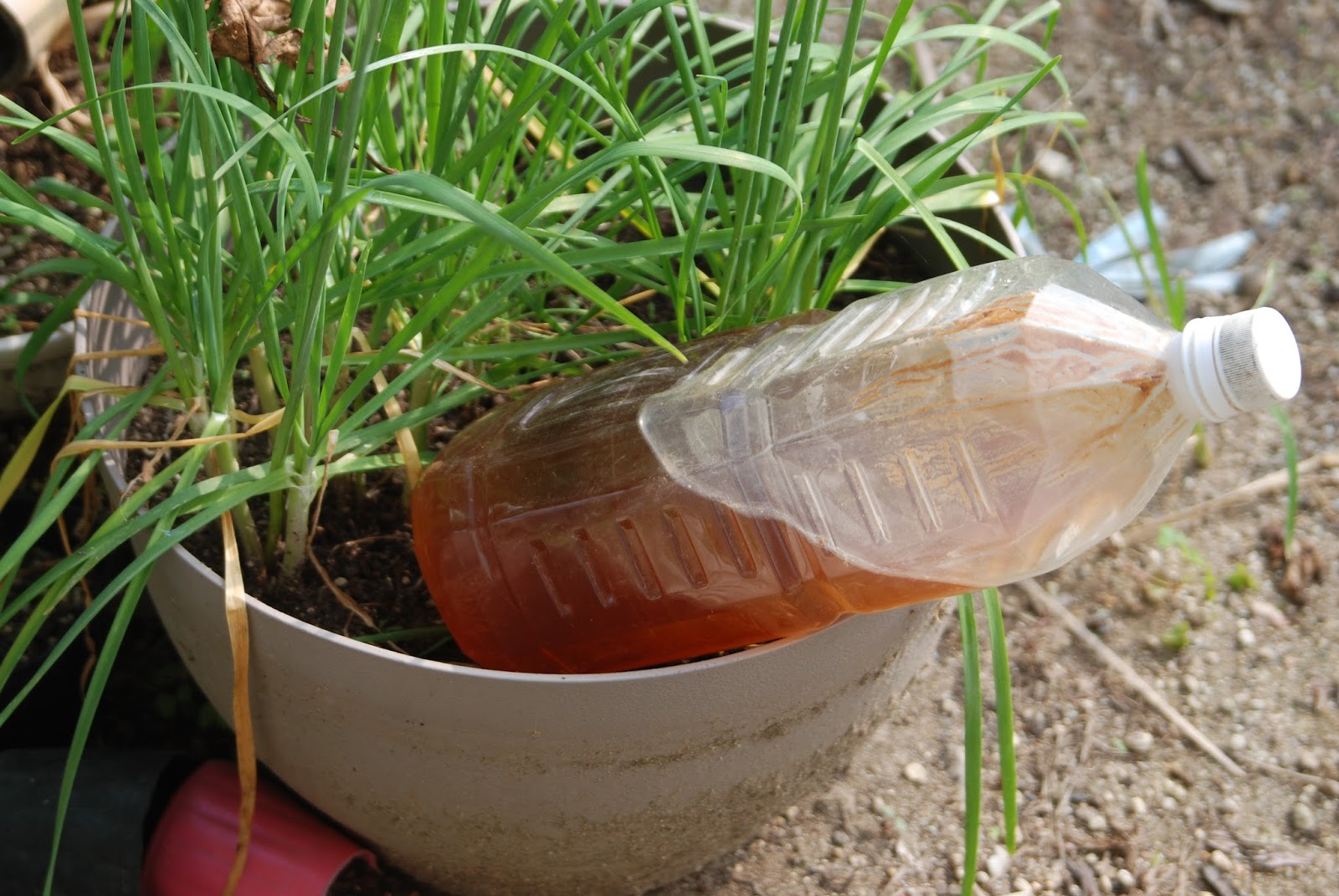 福岡ミミズ日記