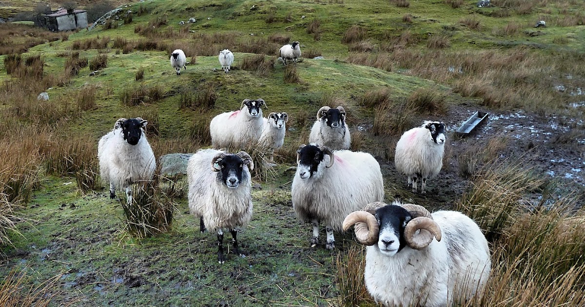 running sheep tiny worlds online