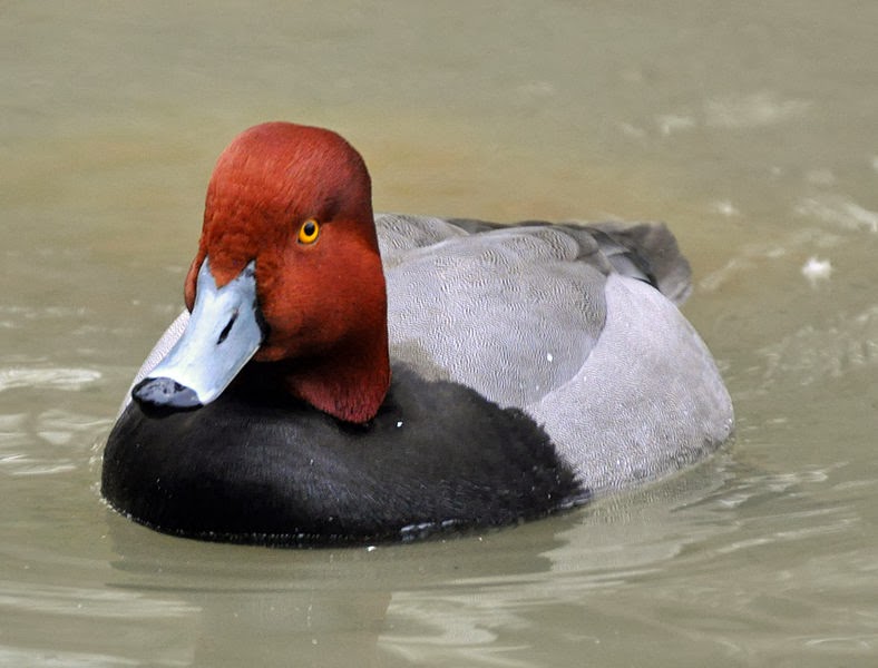 zooanimal Tête rouge canard