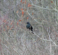 Rusty Blackbird