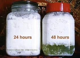 Fili Tuttugum Yerden Bir De Ben Tarif Edeyim Kefir Nasil Yapilir Kefir Mayasi Nereden Temin Edilir