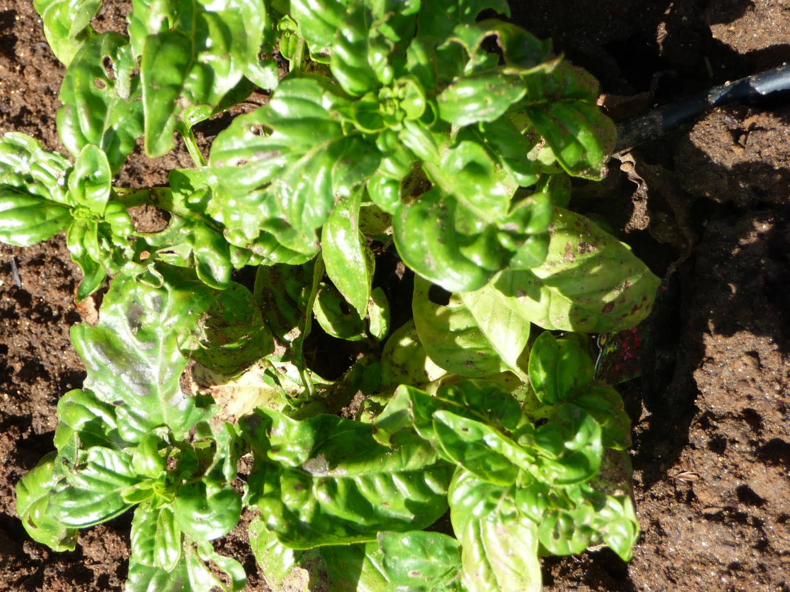 I Never Promised You An Herb Garden Holly Would If She Could