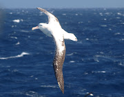 Albatros Errante (Wandering Albatross) Diomedea exulans, Pasaje de Drake