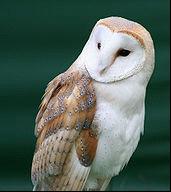 Barn Owl Malaysia anim agriculture technology barn owl in malaysia Barn Owl Malaysia anim agriculture technology barn owl in malaysia