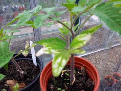 http://2.bp.blogspot.com/-23AlCD2ZMpA/U14hoChOVdI/AAAAAAAADPM/BNpihdvmfXQ/s1600/tomato-leaf-burn-scorch.jpg