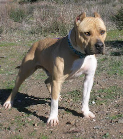 dangerous of wild animals worlds top latest wild animal attack news worldwide