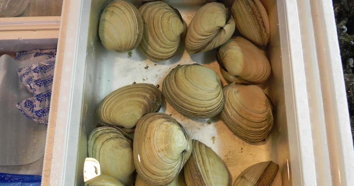 クマノミ 店主のブログ 本日の逸品 ウチムラサキガイ