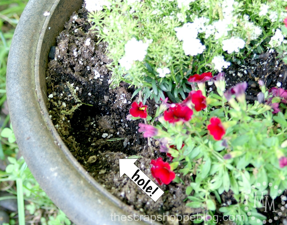 5 Tricks to Keep Squirrels Out of Your Plants - The Scrap Shoppe