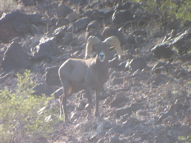 AZ+Raffle+Desert+Sheep+Hunt+with+Colburn+and+Scott+Outfitters+picture+9.JPG