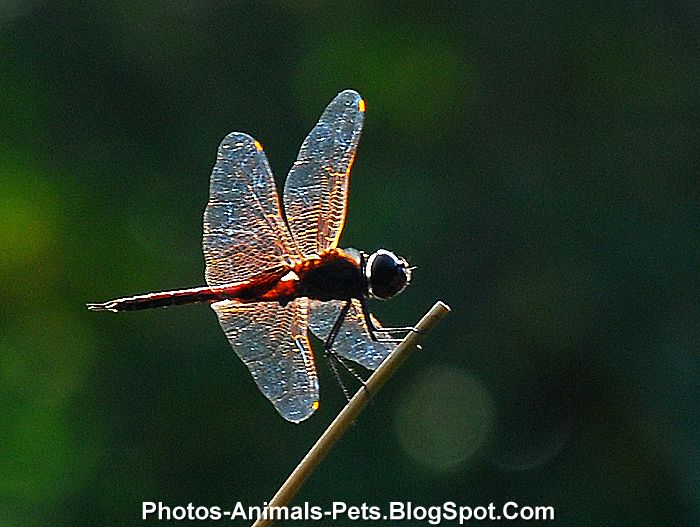 Dangerous of Wild Animals Dragonfly pictures
