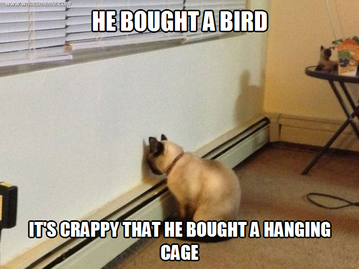 Funny Dog Reaction To Dog Cake Dog Cake Reaction Compilation