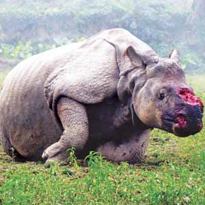 PM hails Assam's effort to stop rhino poaching