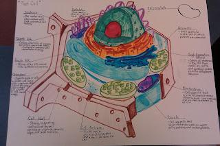 Biology: CELLS WEBQUEST - BIOLOGY