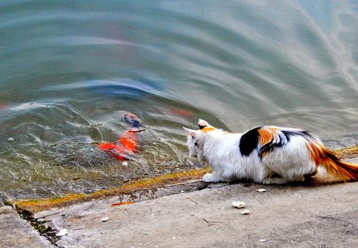 cat_fishing_01.jpg