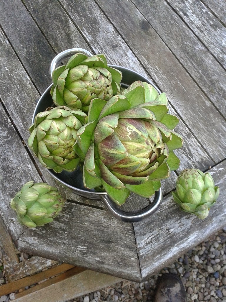 An English Homestead Globe Artichoke For Tea!