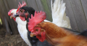 keeping backyard chickens lilyfield life