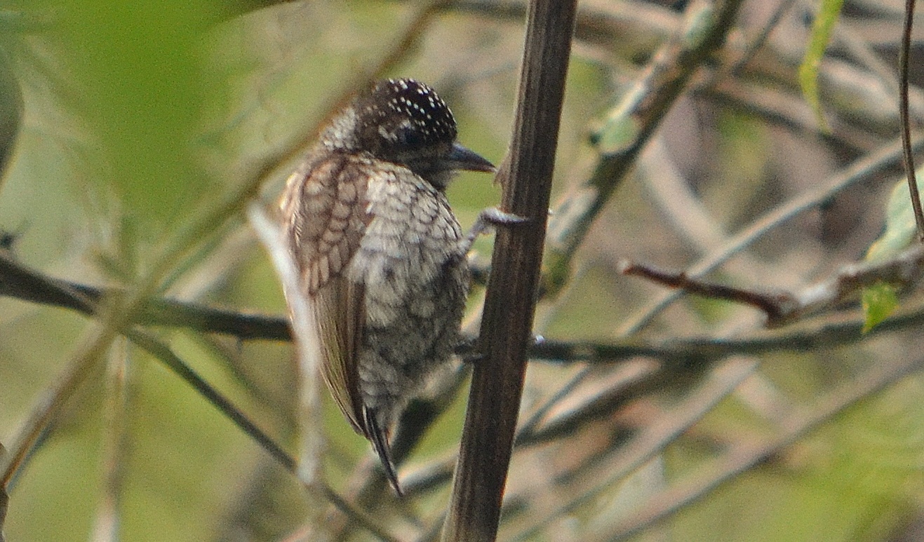 PORTA DE MAR El guardián del Haitón del Guarataro