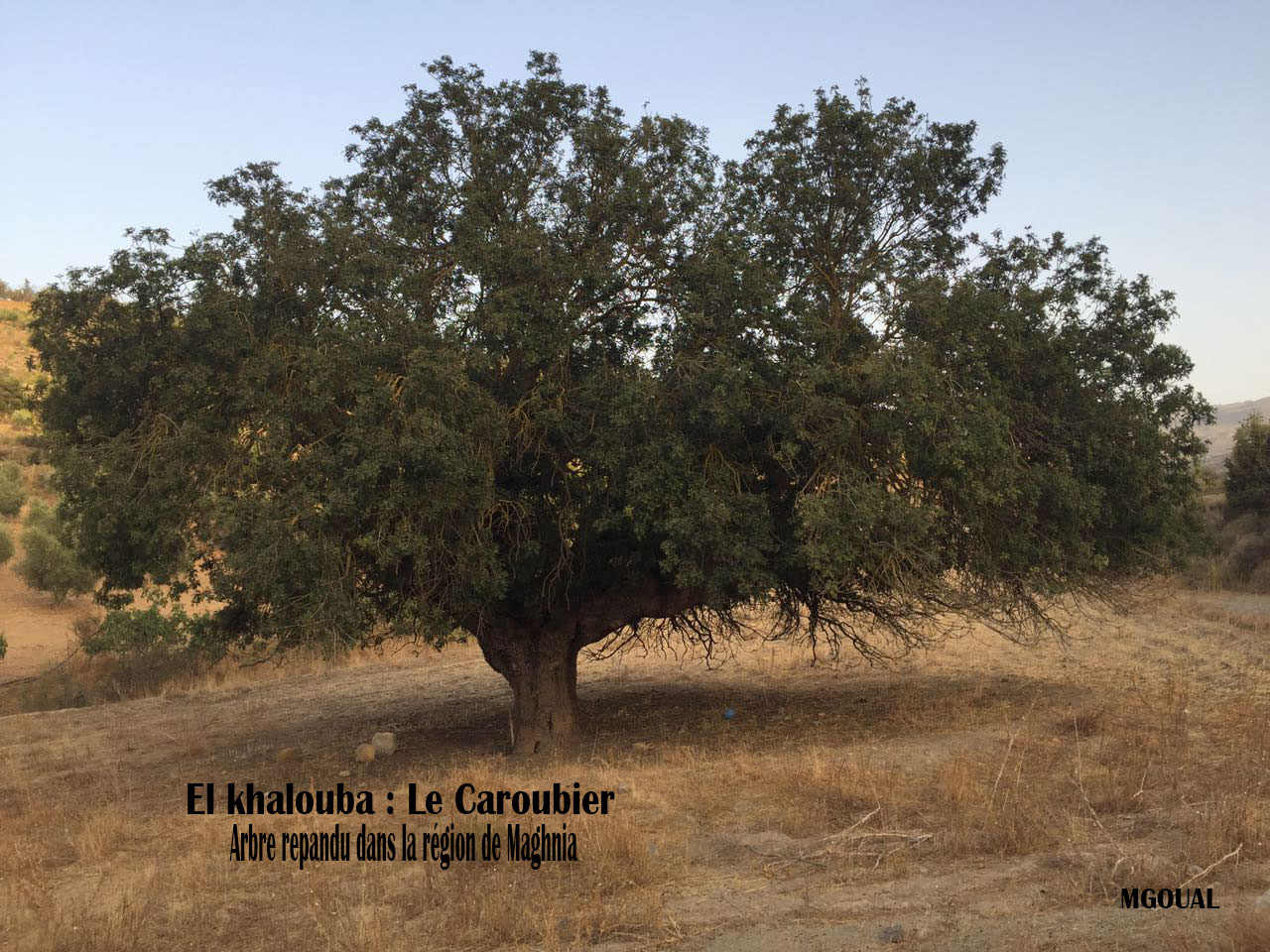 KHAROUBA le caroubier