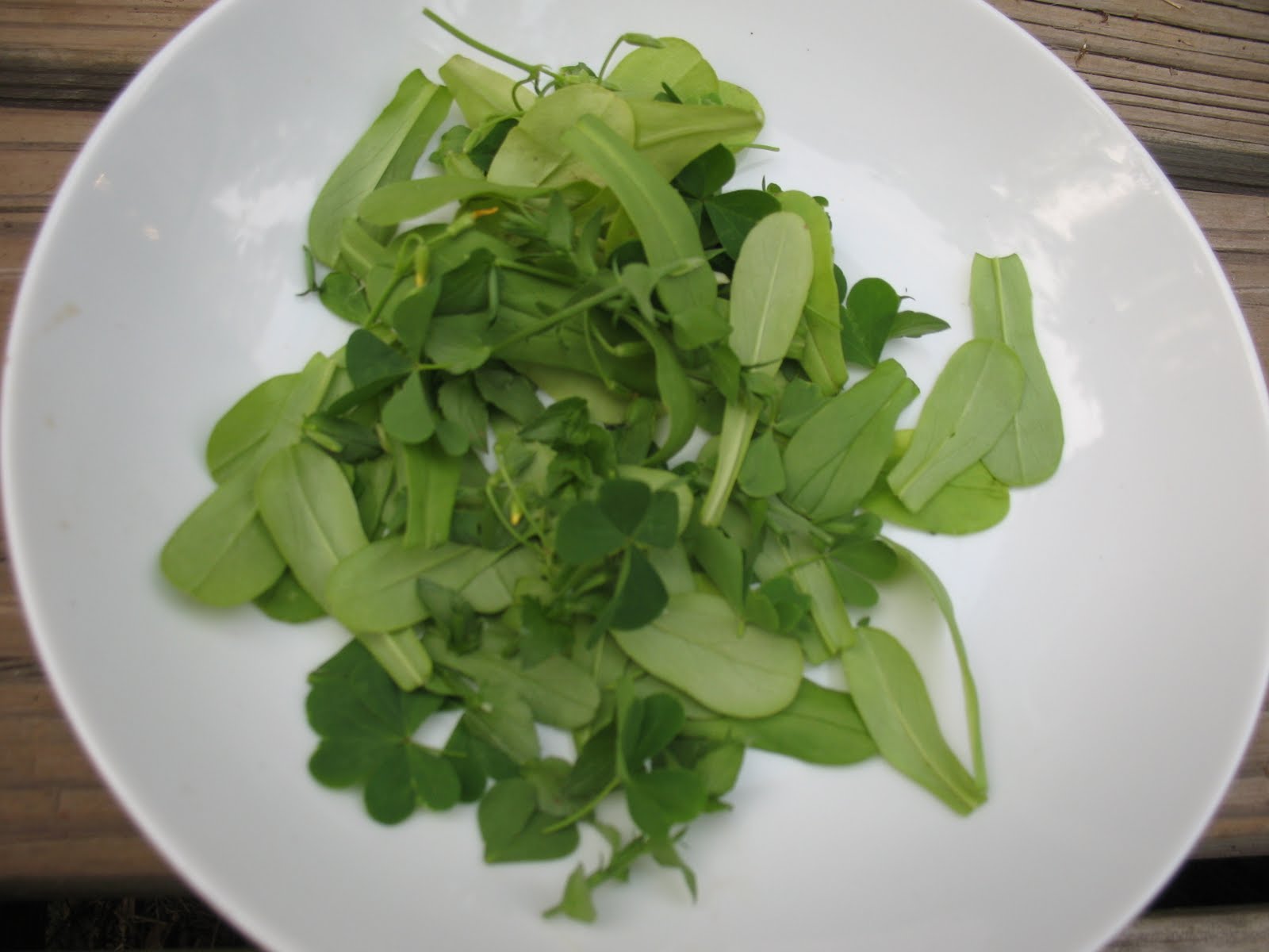 Sensible Survival Edible Wild Plants Lamb's Lettuce