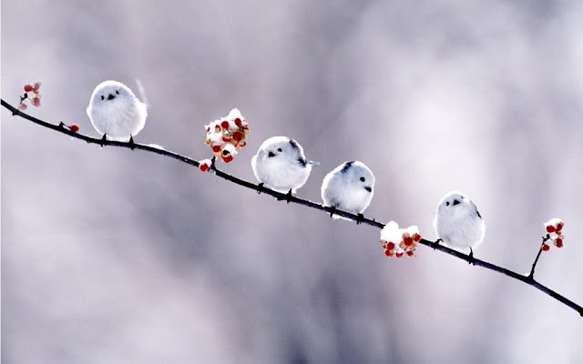 White Birds Wallpapers - Entertainment Only