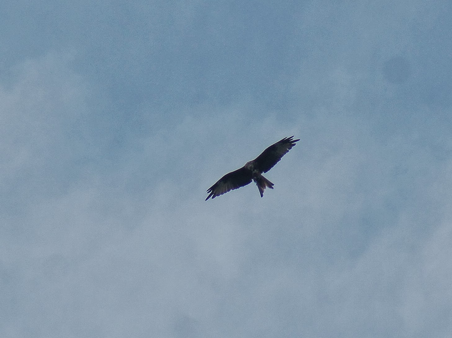 Wino Wendys Wildlife World Pigeon eating Red Kite at Lake Farm.