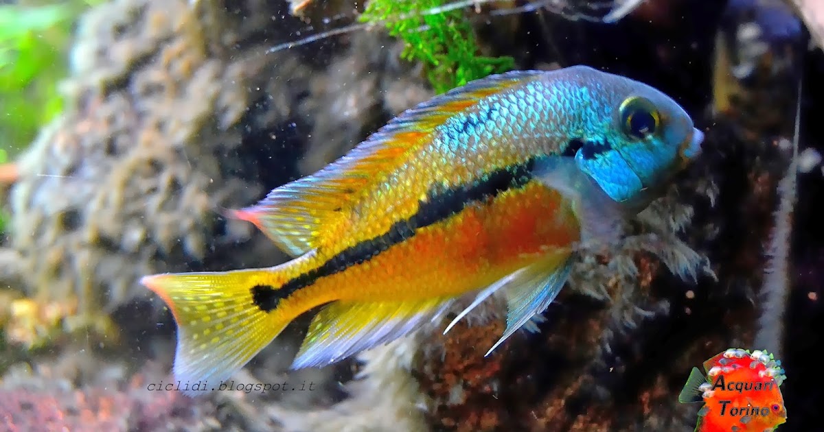 Ciclidi CICHLASOMA NICARAGUENSE