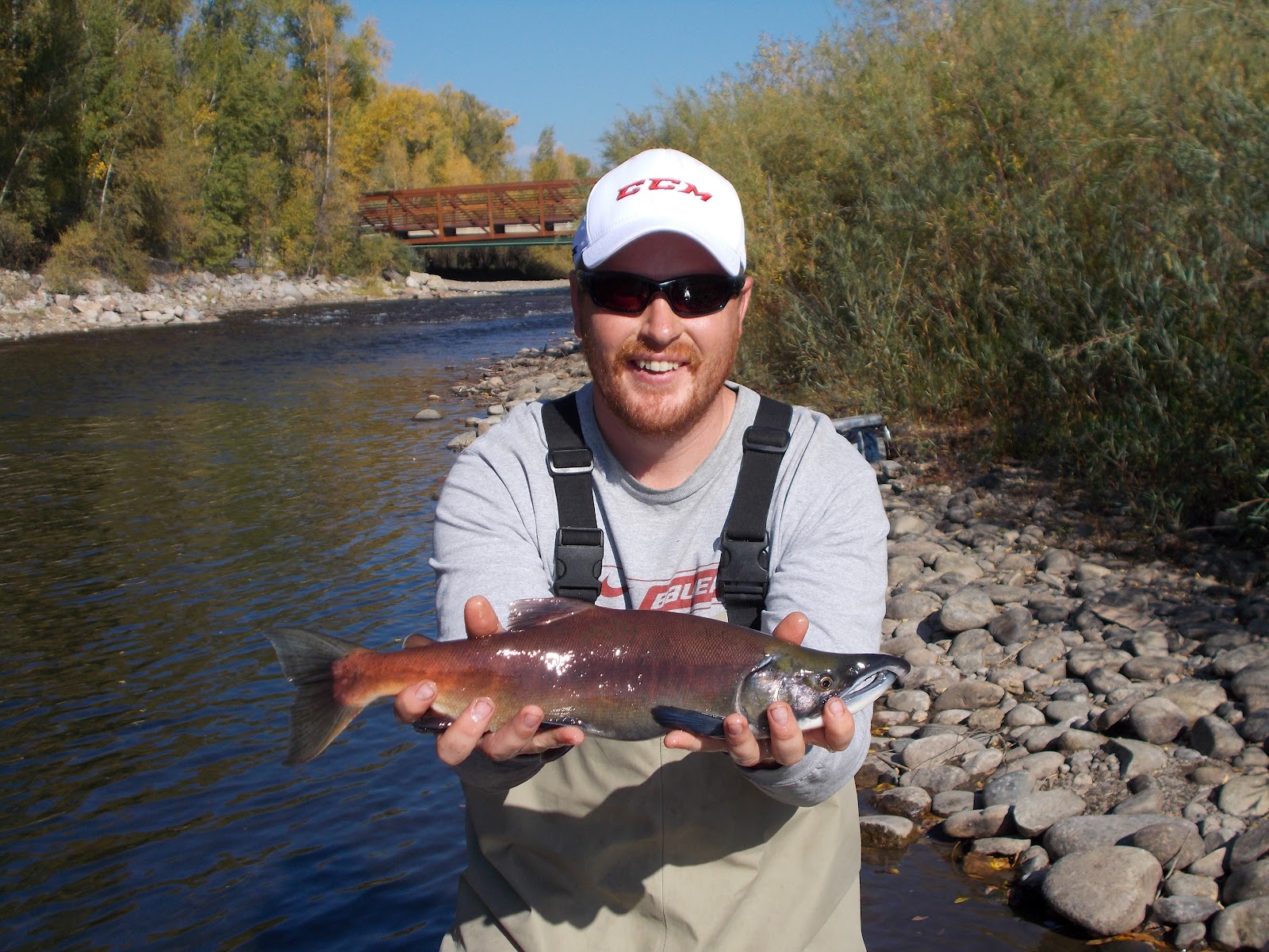 Addictive Angling Colorado Kokanee Salmon on the Move out West
