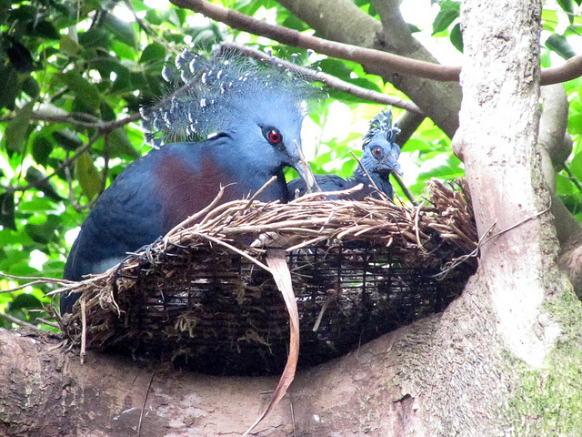 اكبر حمامة فى العالم Victoria+crowned+pigeon+9