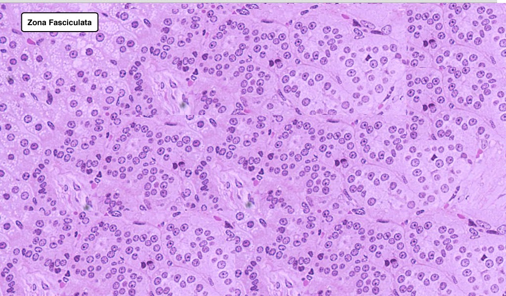 Anatomy and structure of adrenal cortex Anatomy and structure of