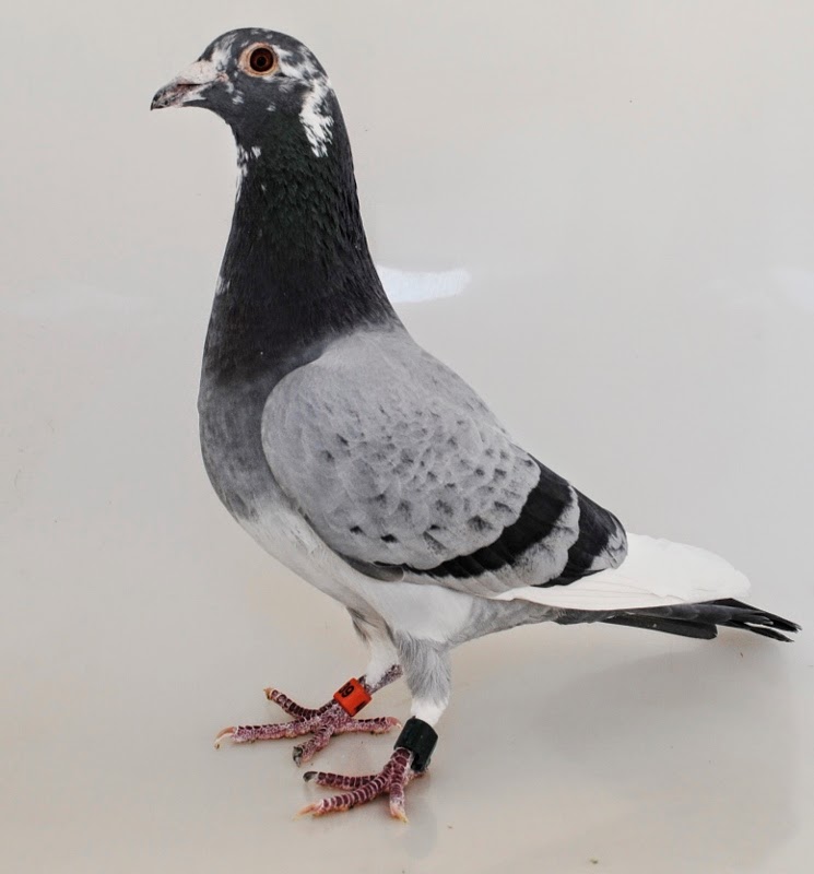 AMERICAN RACING PIGEON UNION The Making of a Champion Steve Putman