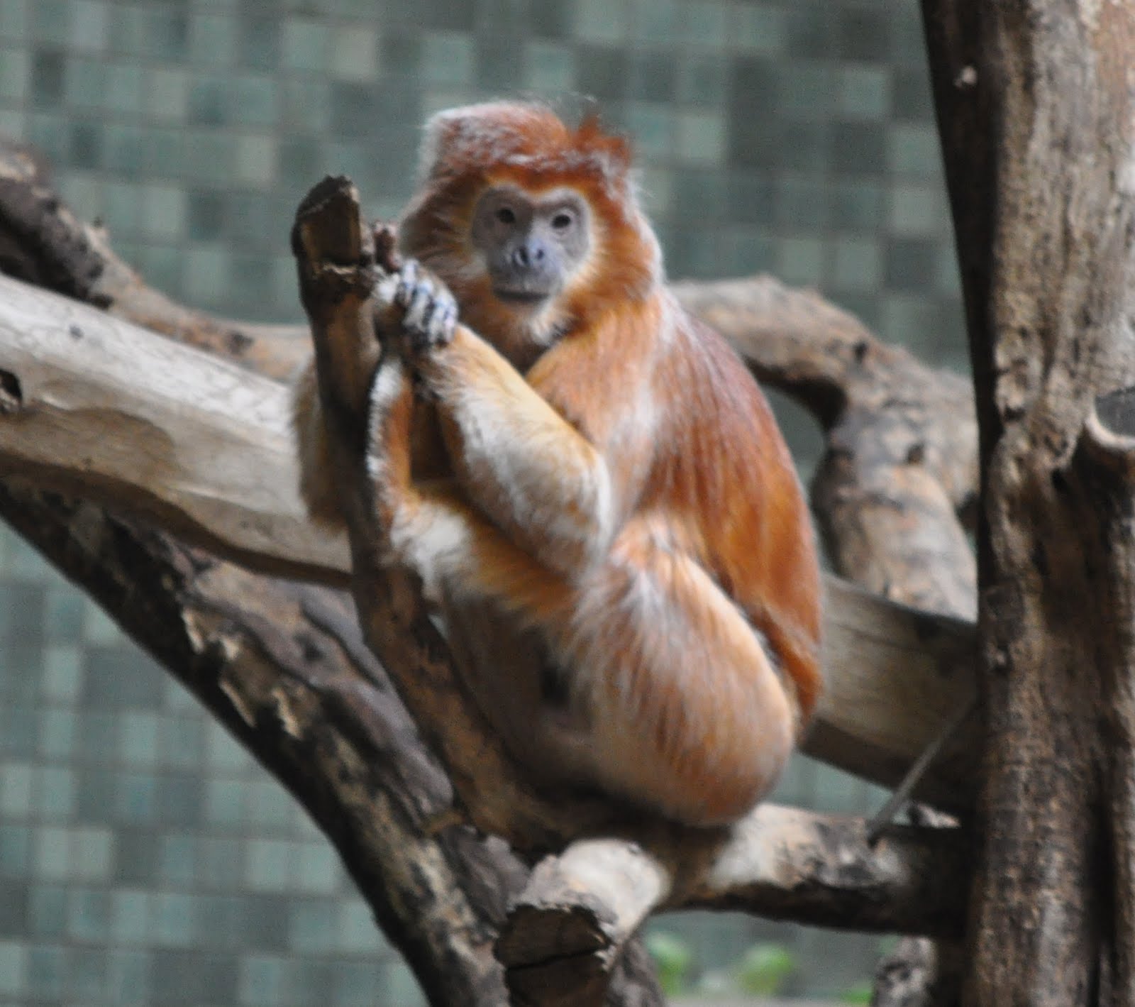 ZOOTOGRAFIANDO (MI COLECCIÓN DE FOTOS DE ANIMALES) LANGUR DE JAVA
