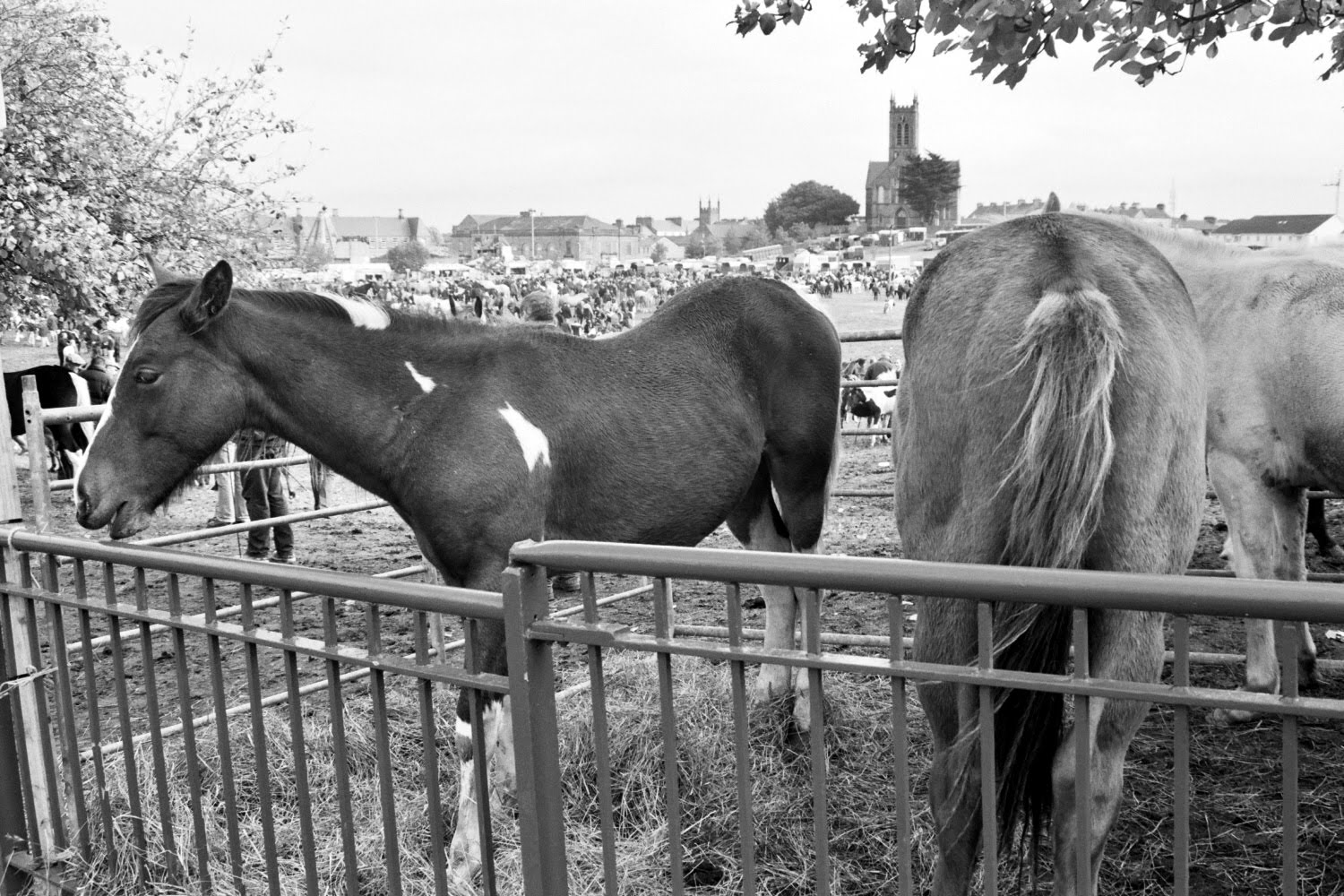 I've got the horse right here the Ballinasloe Horse Fair in pictures