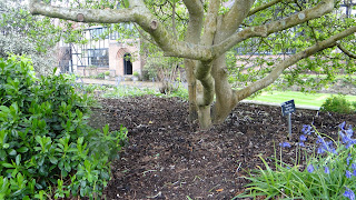 Gwenfar S Garden And Other Musings