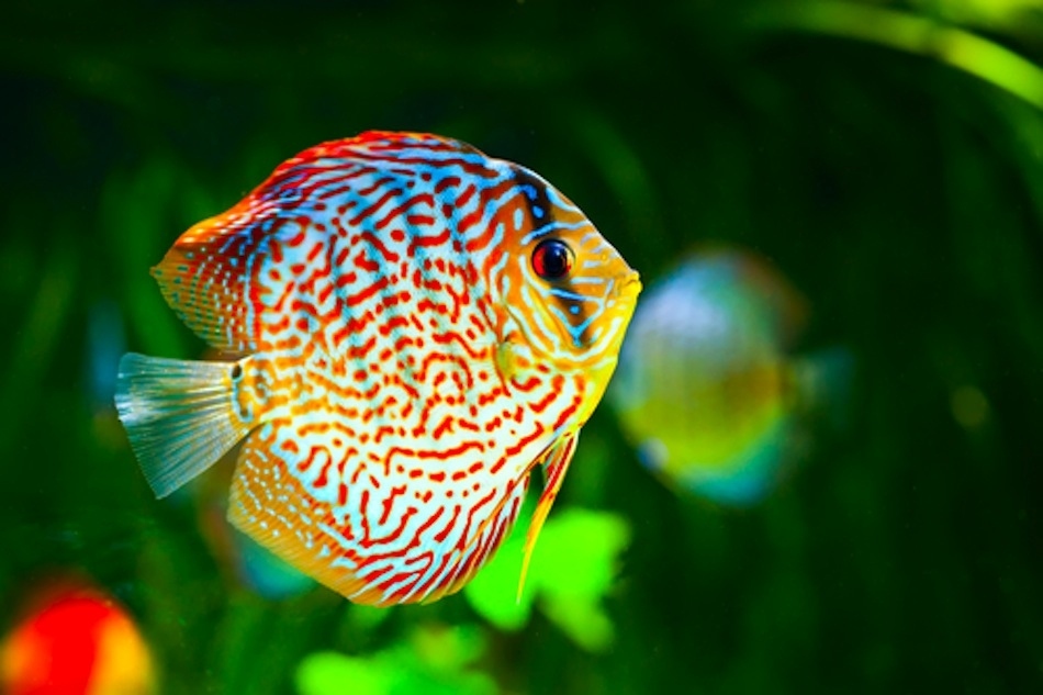 Golden Eye View: Top 15 Most Beautiful Fishes of the World according to