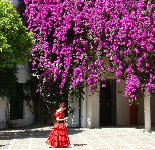 Bougainvillea