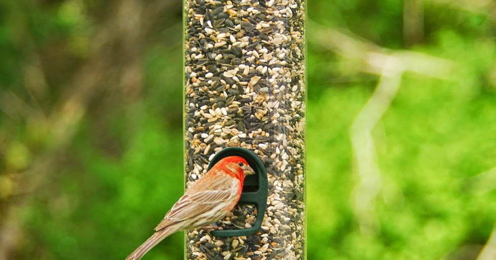 wild birds unlimited why birds eat so much in the summer wild birds unlimited why birds eat so much in the summer