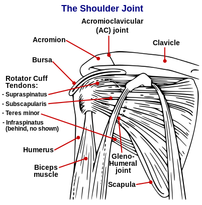 diagram of a shoulder shoulder and surgery biceps tendon tear at the diagram of a shoulder shoulder and surgery biceps tendon tear at the