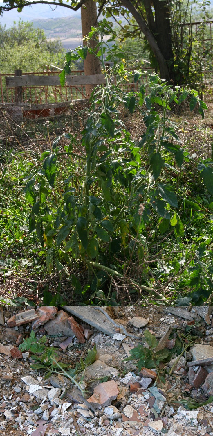 Tomato weeds Tomato weeds