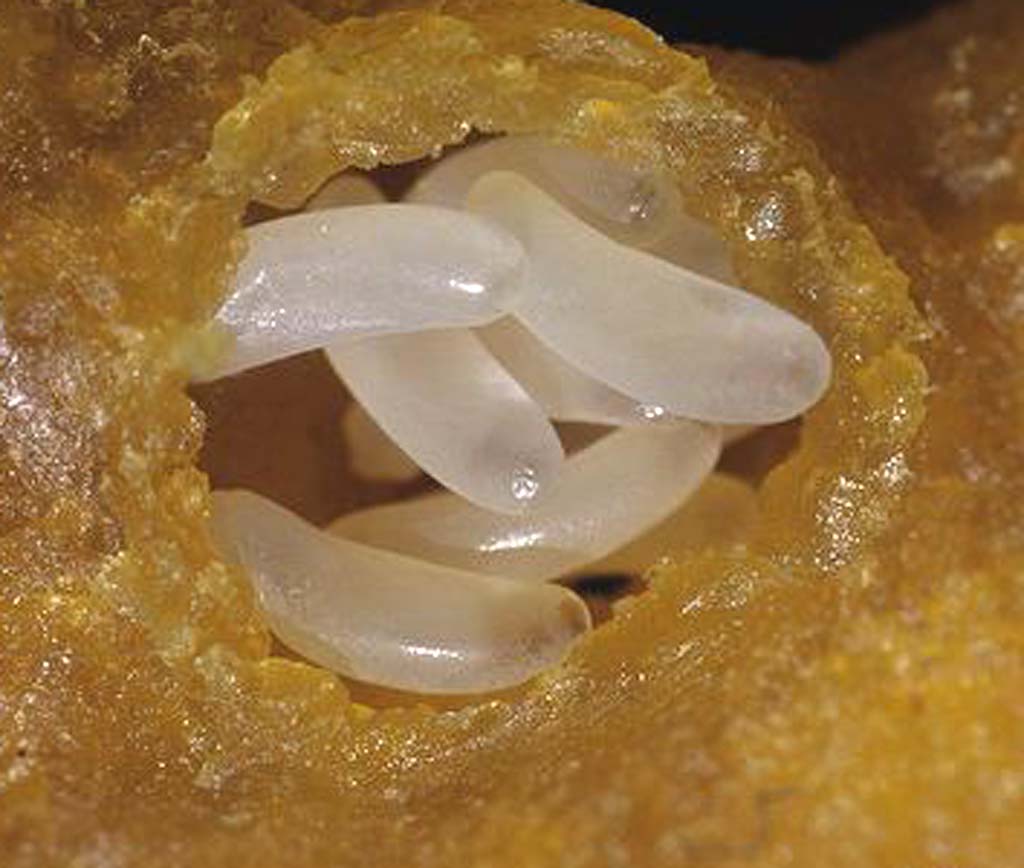 Honey Bee Life Cycle Modern Farming Methods