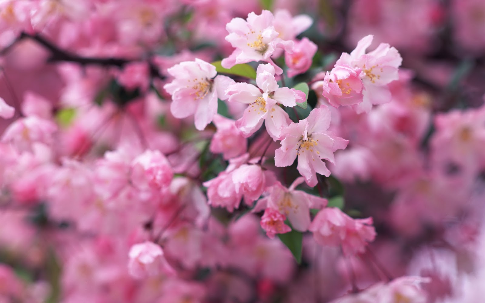 Wallpapers: Cherry blossom