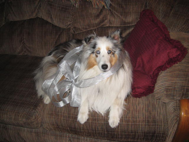 Roxanna "Roxy" Rose is a 4 year old Blue Merle Sheltie