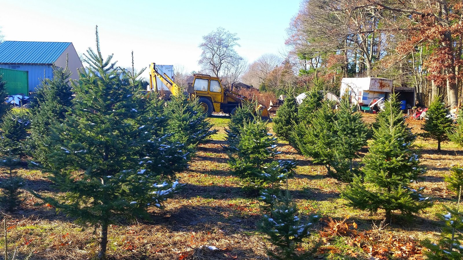 Christmas-Tree-Farm-Travel-the-East