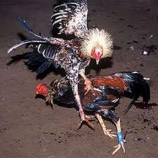 Test Gede Toya Lontar Pengayam Ayaman Saking Kubutambahan