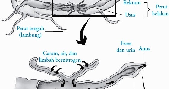 65 Gambar Sistem Ekskresi Cacing Pipih Terbaik 65 Gambar Sistem Ekskresi Cacing Pipih Terbaik